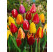 Zmes jednoduchých tulipánov, bal. 20 ks, 11/12