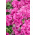 Petunia x atkinsiana ´Tumbelina® Francesca´ / Petúnia plnokvetá ružová, bal. 6 ks, 6x K7