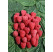 Rubus idaeus ´Polka´ / Červená malina, 60-80cm, K9