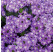 Verbena Vera® Lavender  / Verbena fialová, bal. 3 ks, 3x K7