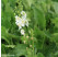 Verbascum phoeniceum 'Flush of White' / Divozel biely, K9
