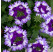 Verbena Vera Blue Bicolor / Verbena dvojfarebná, bal. 3 ks, 3x K7