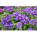 Verbena WFL® Estrella Imperial Blue / Verbena modrá s bielou hviezdou, bal. 6 ks, 6xK7