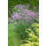 Verbena bonariensis / Železník argentínsky , C1