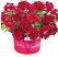 Verbena Vectura®´Dark Red´ / Verbena kompaktná, bal. 3 ks, 3x K7