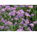 Verbena bonariensis ´Royal Dreams´ / Železník argentínsky , K9