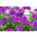 Verbena pac® Vera Deep Blue / Verbena fialovomodrá, bal. 6 ks, 6x K7