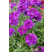 Verbena pac® Vera Deep Blue / Verbena fialovomodrá, K7