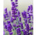 Lavandula angustifolia Vienco® ´Purple´/ Levanduľa úzkolistá, K9