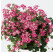 Pelargonium peltatum ´Ville de Paris Bicolor´ / Muškát previs., bal. 6 ks, 6x K7