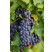 Vitis vinifera ´Isabella´ / Stolové hrozno / Vinič modrý, C2