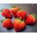 Fragaria ananassa ´Vivaldi´ / Stredne skoro plodiaca jahoda, bal. 6 ks, 6xK7