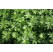 Galium odoratum / Lipkavec marinkový, C1,5