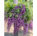 Wisteria sinensis ´Violacea Plena´ / Vistéria fialová, 60-80 cm, C2
