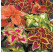 Coleus ´Wizard Mix´ / Koleus / Okrasná žihľava, bal. 6 ks, 6x K7