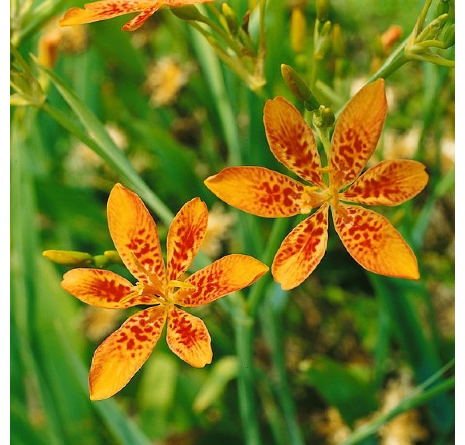 Belamcanda chinensis , Angínovník čínsky , K9