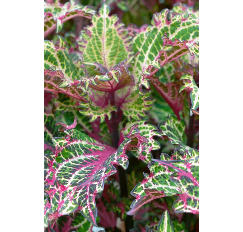 Coleus x blumei CockTail ´Peter ´s Wonder´ , Koleus , Okrasná žihľava