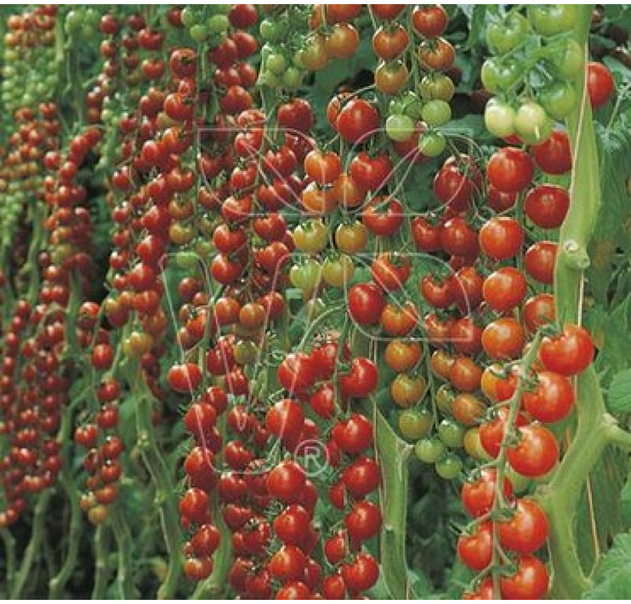 Rajčiny cherry Dolce Vita F1, prirodzene rezistentné, štepená rastlina, K12