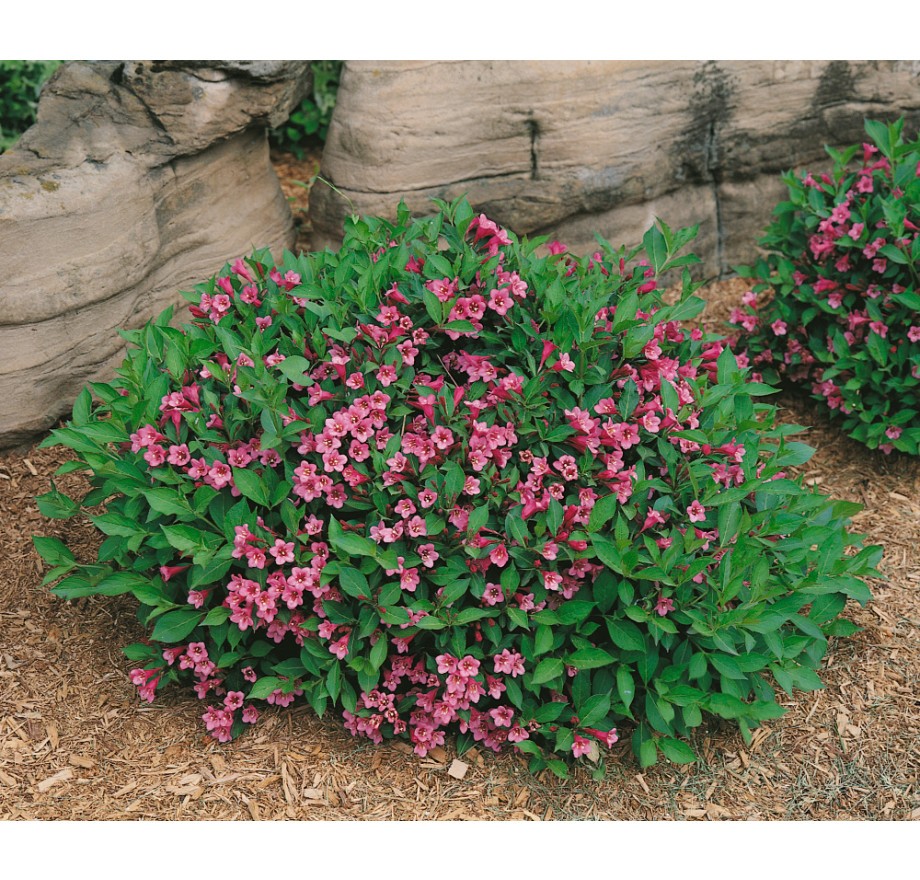 49+ Weigelie Minuet, It is hardy in usda hardiness zones 4 to 8.