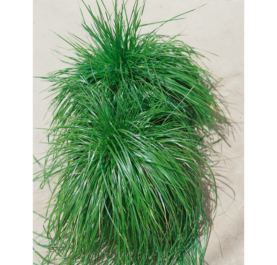 Deschampsia caespitosa 'Bronzeschleier' , Metlica trsnatá ...