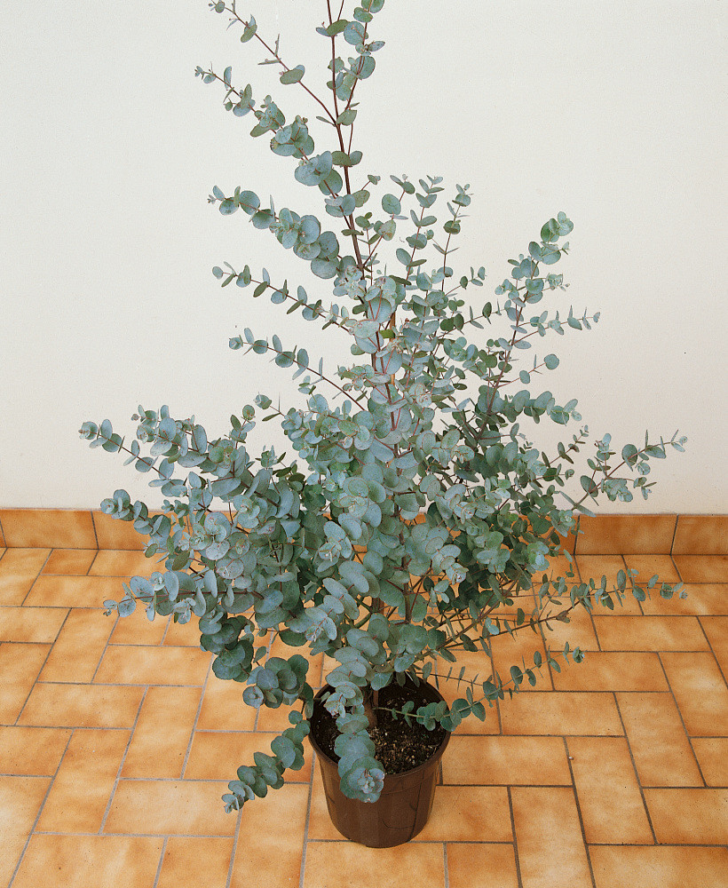 Eucalyptus gunnii , Voňavý eukalyptus, 4060 cm, C2