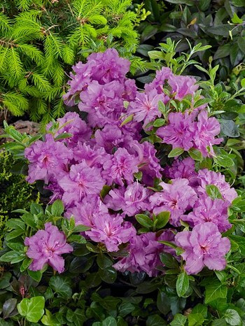 Azalea japonica ´Konigstein´ , Azalka japonská ružová, 20-30 cm, C2