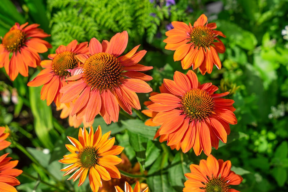 Echinacea 'Prima Ginger' , Echinacea purpurová, K13