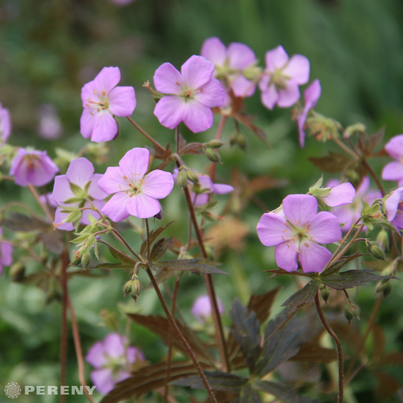 Geranium maculatum 'Espresso' - K9 ,Pakost, K9