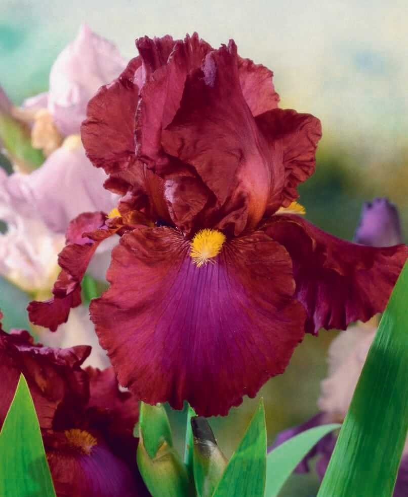 Iris germanica ´Red Zinger´ , Kosatec nemecký, I.