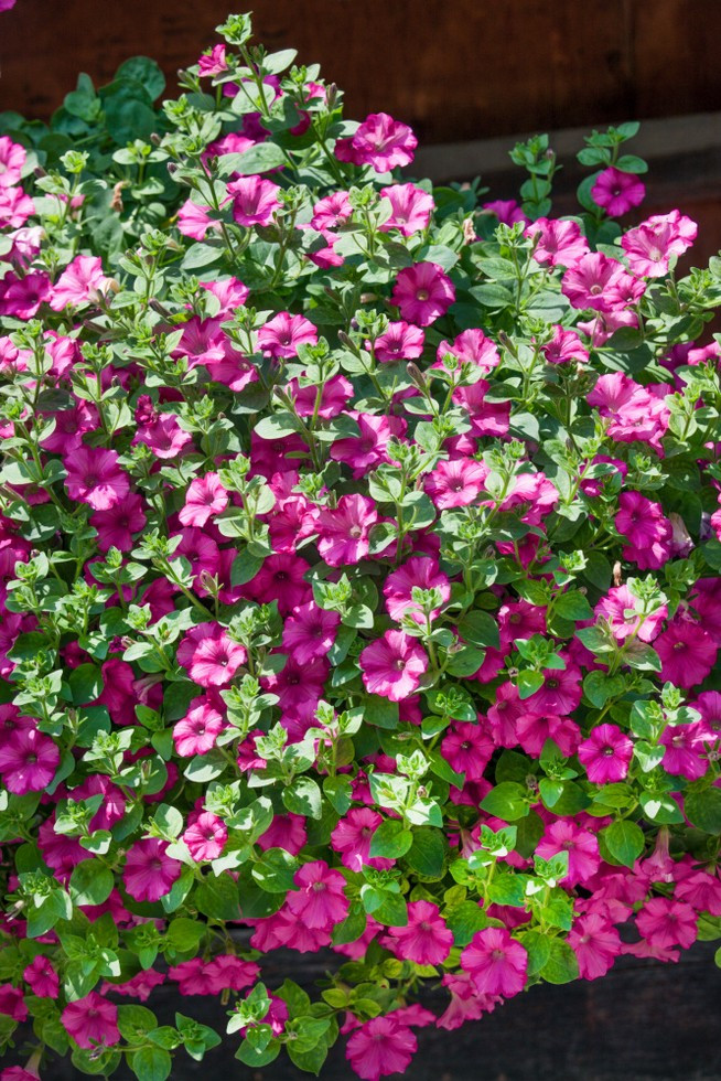 Petunia ´Supertunia® Raspberry Blast´ , Petúnia, bal. 6 ks sadbovačov