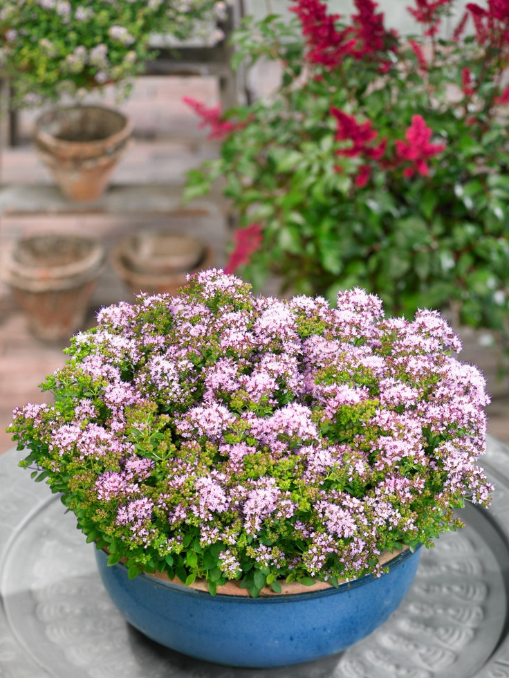Origanum vulgare ´Compactum´ , Oregano obyčajné, C1,5