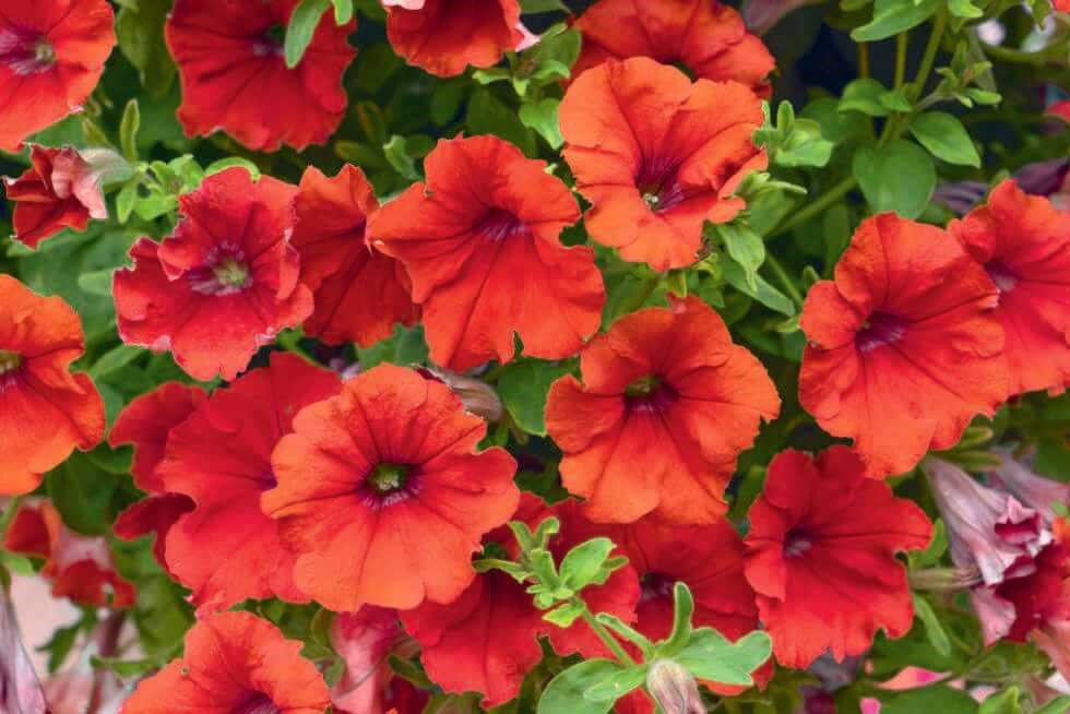 Petunia ´Trailing Red´ , Petúnia červená jednoduchá, K7