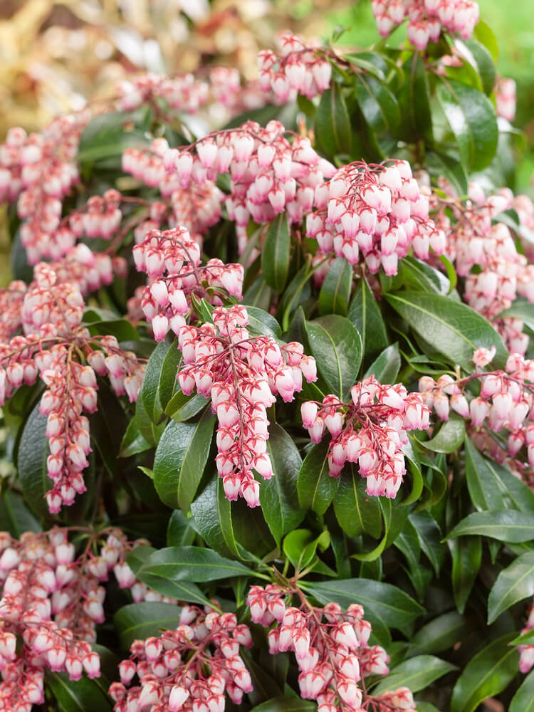 Pieris japonica ´Rosalinda´ , Pieris japonský, 50-60 cm, C2