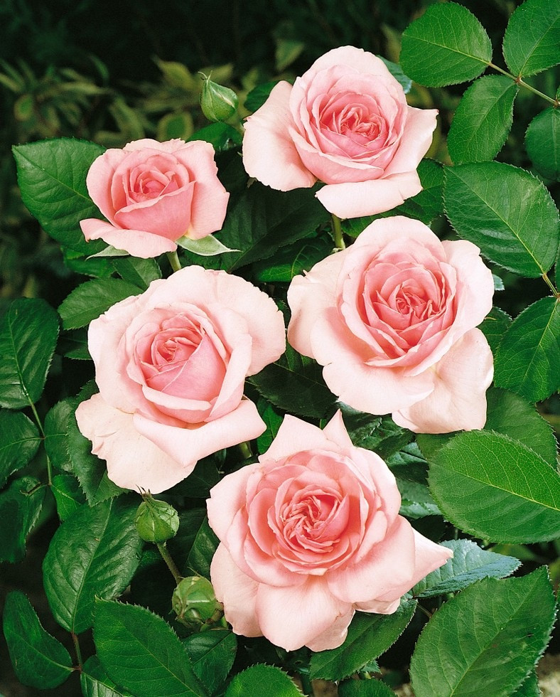 Rosa ´Promise´ , Ruža čajohybrid, krík, BK