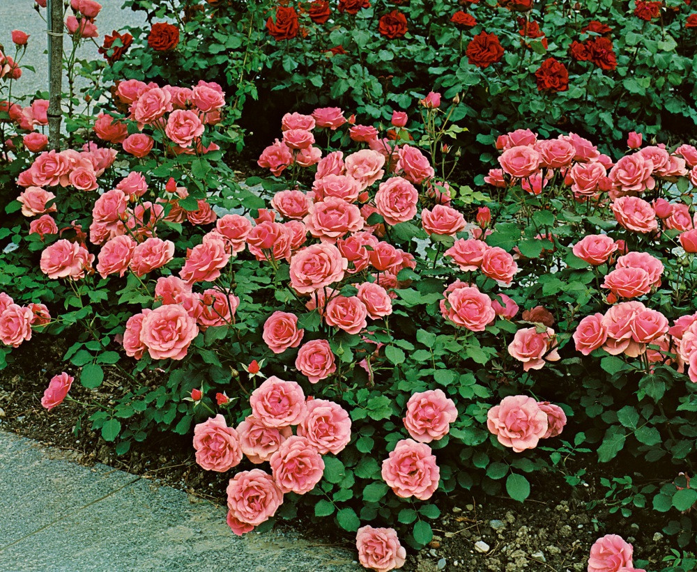 Rosa ´Kimono´ , Ruža mnohokvetá ružová, krík, BK