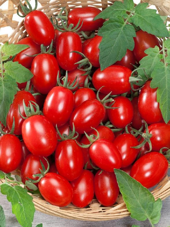Rajčiny cherry ´Mirado®Red´, prirodzene rezistentné, štepená rastlina, K12