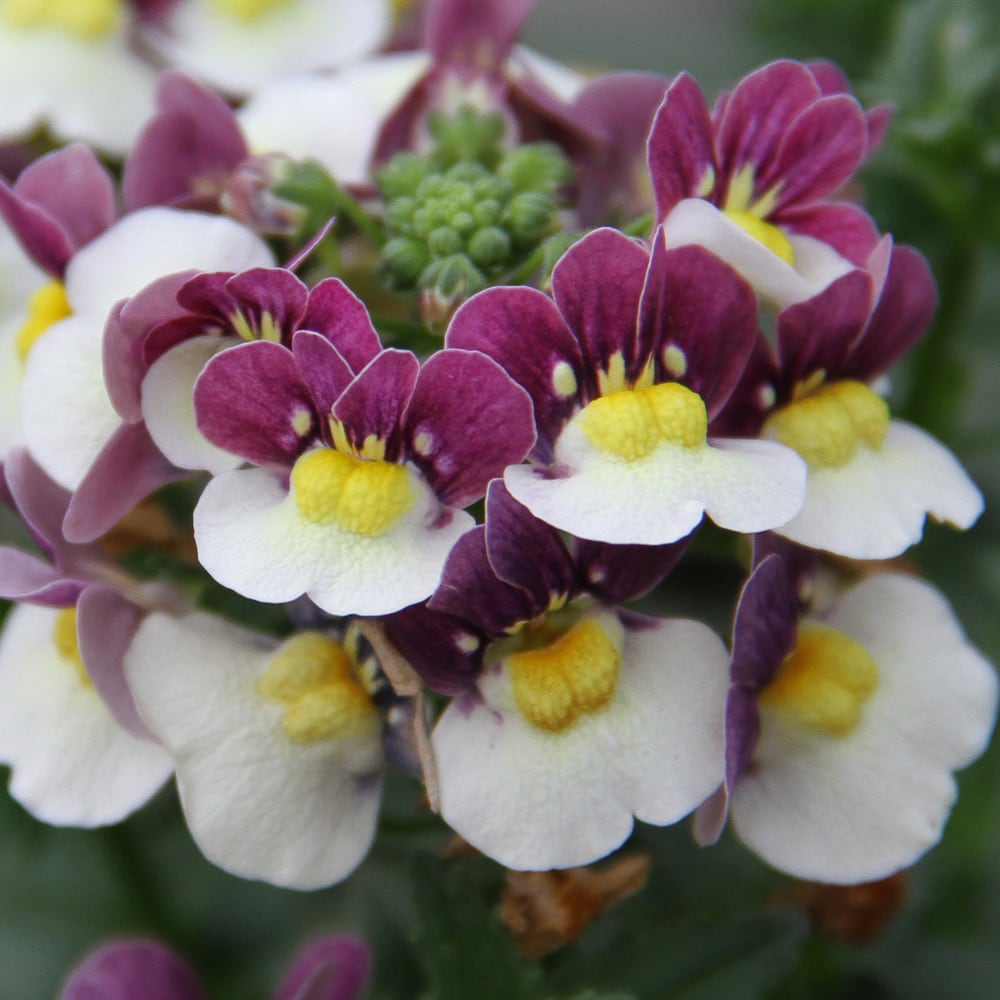 Nemesia x fruticans Mareto®Burgundy & White , Nemesia, K7