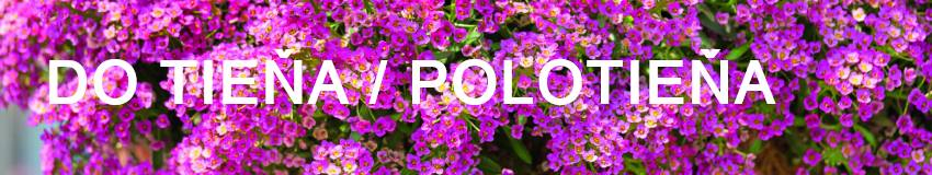 Balkónové kvety vhodné do tieňa / polotieňa