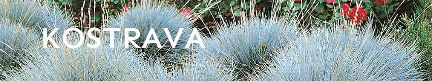 Kostrava - Festuca - nízka okrasná tráva