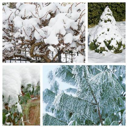 Dreviny v zimnej záhrade pod snehom
