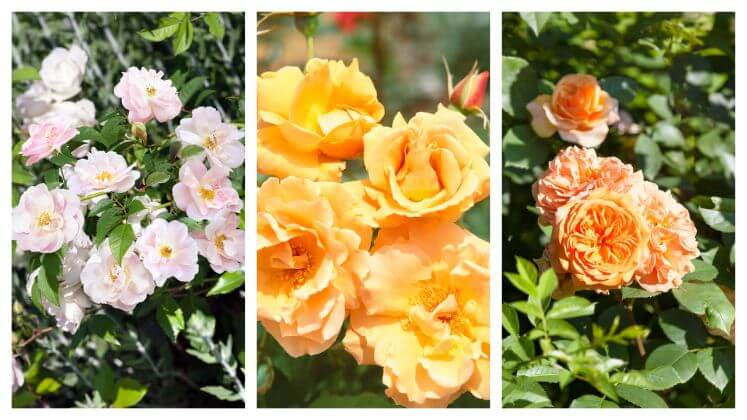 Druhy popínavých ruží v bielej, žltej a oranžovej farby