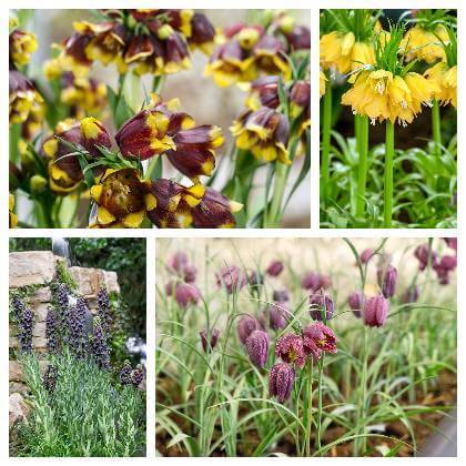 Fritillaria