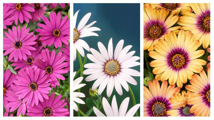 Osteospermum detail kvetov v ružovej, bledej a oranžovej farbe