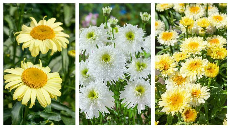 Leucanthemum - Margaréta