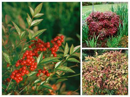 Nandina pestovanie