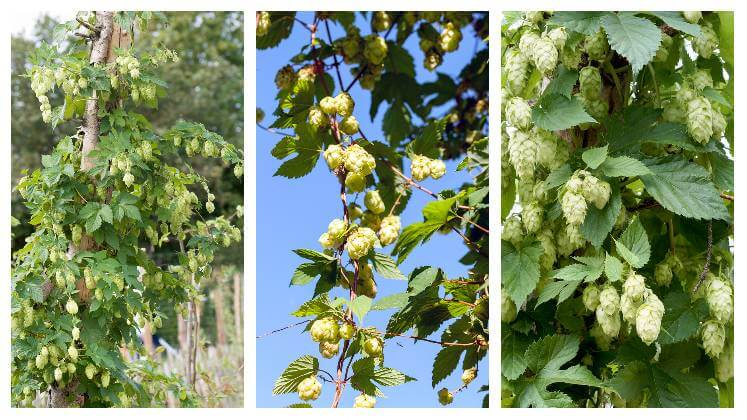 Kol&aacute;ž fotiek okrasn&eacute;ho chmeľu, kde vidieť detail listov a &scaron;i&scaron;t&iacute;c, ktor&eacute; s apop&iacute;naj&uacute;