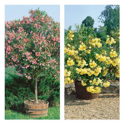 Oleandre pestované v kvetináči a tvarované ako oleander na kmienku, červené a žlté kvety