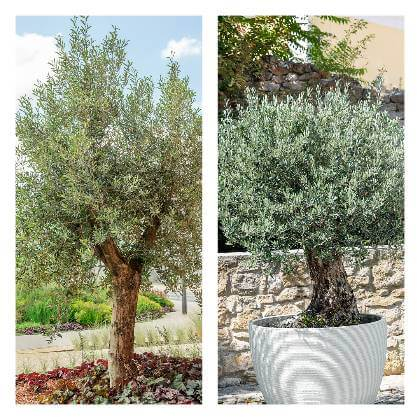 Ovlivovník zasadený v nádobe a olivovník pestovaný priamo na záhrade