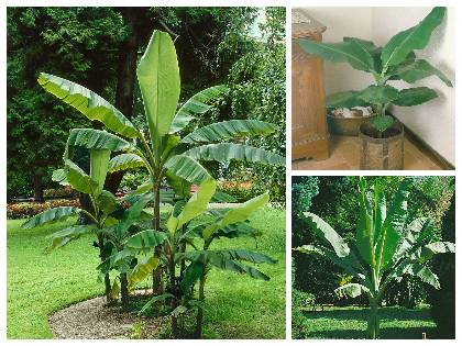 Banánovník rastúci na záhrade aj v kvetináči