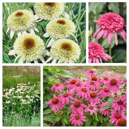 Pestovanie echinacea